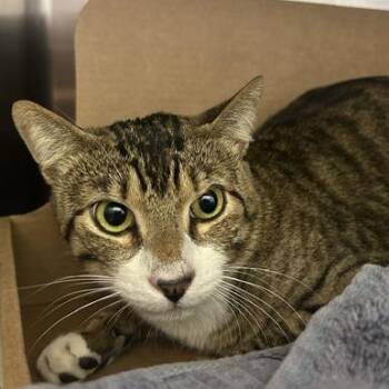 Hamilton -  Domestic Short Hair Cat for Adoption in Goleta, California - Hamilton | PetCurious