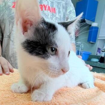 Crabby -  Domestic Short Hair Cat for Adoption in Kansas City, Missouri - Crabby | PetCurious