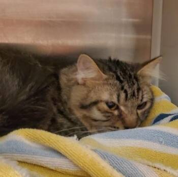 Domestic Long Hair and Domestic Short Hair Cats Available for Adoption in Kansas City, Missouri - Thorian Barn Cat | PetCurious