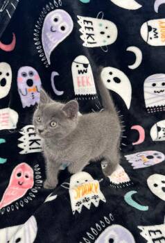 Sonia Kaspbrak -  Domestic Short Hair Cat for Adoption in Newberg, Oregon - Sonia Kaspbrak | PetCurious