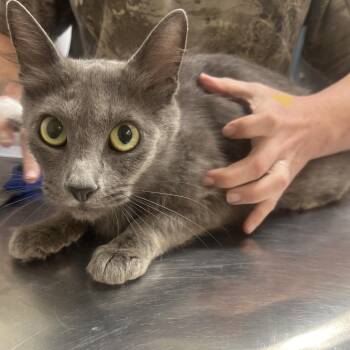 Bo Peep -  Domestic Short Hair Cat for Adoption in Clanton, Alabama - Bo Peep | PetCurious