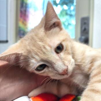 Sinclair -  Domestic Medium Hair Cat for Adoption in Albert Lea, Minnesota - Sinclair | PetCurious