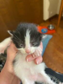Fairmount -  Domestic Long Hair and Domestic Short Hair Cat for Adoption in Cincinnati, Ohio - Fairmount | PetCurious