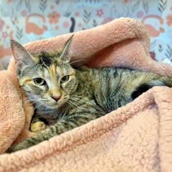 Domestic Short Hair and Tabby Cats Available for Adoption - Dulcecita Caramel | PetCurious