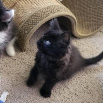 Domestic Medium Hair Cats Available for Adoption in Knoxville, Tennessee - Pebbles | PetCurious