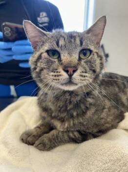 Luke -  Domestic Short Hair Cat for Adoption in Lafayette, Indiana - Luke | PetCurious