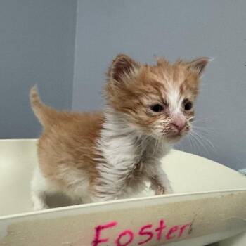Nectarine -  Domestic Short Hair Cat for Adoption in Columbus, Georgia - Nectarine | PetCurious