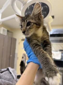 Olaf -  Domestic Medium Hair and Domestic Short Hair Cat for Adoption in Honolulu, Hawaii - Olaf | PetCurious
