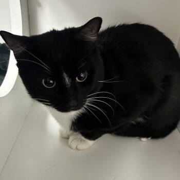 Domestic Short Hair Cats Available for Adoption in Uniontown, Pennsylvania - Aladdin | PetCurious