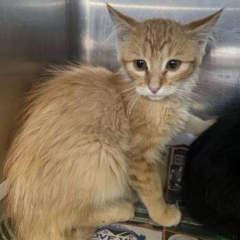 Rescue Domestic Short Hair Cats for Adoption in Kanab, Utah - Smiley | PetCurious