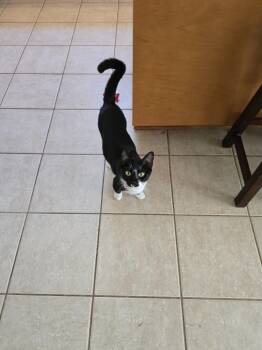 Rescue Domestic Short Hair Cats for Adoption in Evans, Georgia - Selene | PetCurious