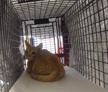 YOUNG -  Domestic Short Hair Cat for Adoption in Doral, Florida - YOUNG | PetCurious