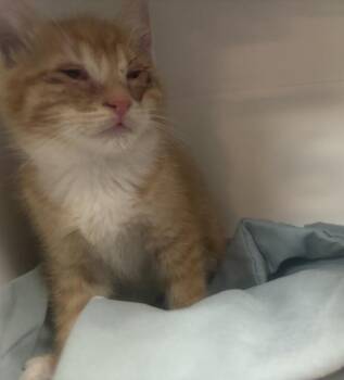 Dolla Bill -  Domestic Short Hair Cat for Adoption in New York, New York - Dolla Bill | PetCurious