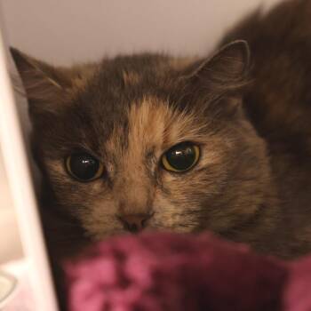 Arya -  Domestic Short Hair Cat for Adoption in Briarcliff Manor, New York - Arya | PetCurious