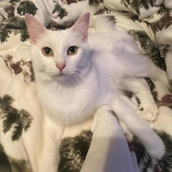 Marie -  Domestic Medium Hair Cat for Adoption in Warr Acres, Oklahoma - Marie | PetCurious