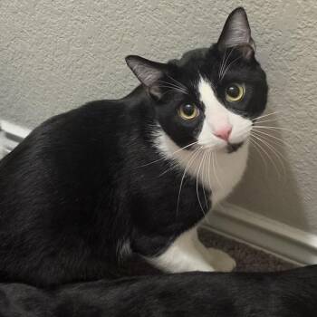 Kevin -  Domestic Medium Hair Cat for Adoption in Liverpool, Texas - Kevin | PetCurious