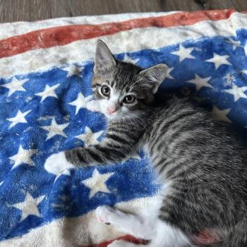Charly -  Domestic Short Hair Cat for Adoption in Priest River, Idaho - Charly | PetCurious
