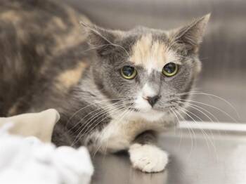 Domestic Short Hair Cats Available for Adoption in Phoenix, Arizona - MADDI | PetCurious