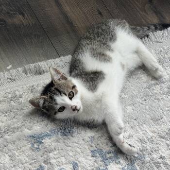 Rescue Domestic Short Hair Cats for Adoption in Manchester, Connecticut - Raspberry | PetCurious