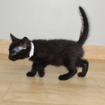 Nilgiri C69607 -  Domestic Short Hair Cat for Adoption in Minnetonka, Minnesota - Nilgiri C69607 | PetCurious