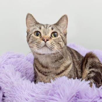 Fay Wray -  Domestic Short Hair Cat for Adoption in Los Angeles, California - Fay Wray | PetCurious