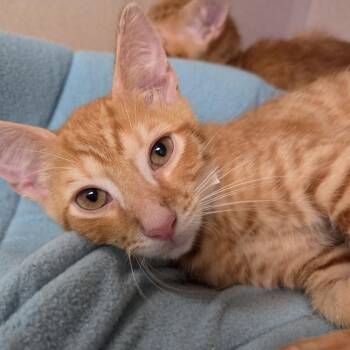 Zack -  Domestic Short Hair Cat for Adoption in Westhampton, New York - Zack | PetCurious