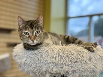 Rescue Domestic Short Hair Cats for Adoption in Downers Grove, Illinois - Fizzgig | PetCurious