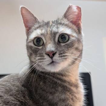 Domestic Short Hair Cats Available for Adoption - Cali | PetCurious
