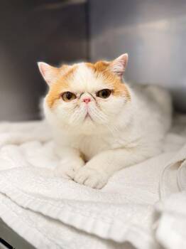 IRVINE -  Persian Cat for Adoption in Santa Cruz, California - IRVINE | PetCurious