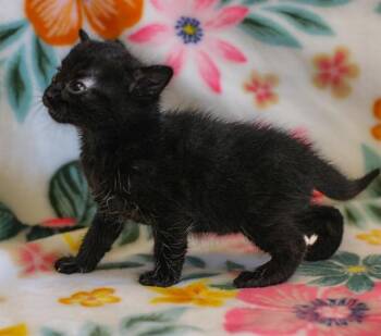 DIPPER -  Domestic Short Hair Cat for Adoption in Riverside, California - DIPPER | PetCurious