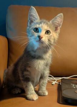 Misty -  Domestic Short Hair Cat for Adoption in Rossville, Georgia - Misty | PetCurious