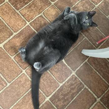 Domestic Short Hair Cats Available for Adoption - Kiko | PetCurious