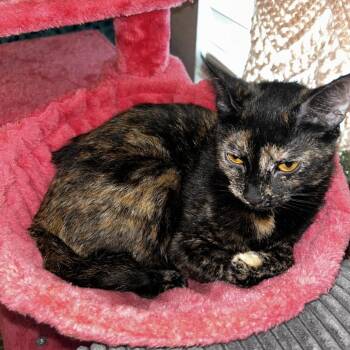 Manx Cats Available for Adoption - Donut | PetCurious