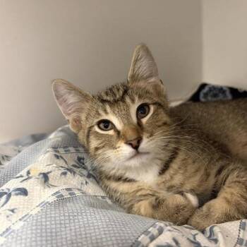 Natto -  Domestic Short Hair Cat for Adoption in Phoenix, Arizona - Natto | PetCurious
