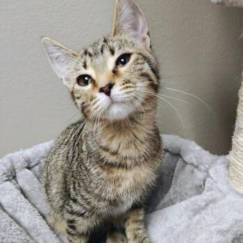 Martini -  Domestic Short Hair Cat for Adoption in Oconto, Wisconsin - Martini | PetCurious