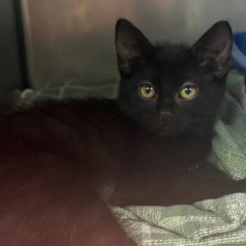 Flora -  Domestic Short Hair Cat for Adoption in East Hanover, New Jersey - Flora | PetCurious