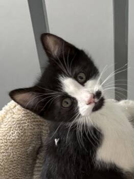 Rescue American Shorthair Cats for Adoption in Big Rapids, Michigan - Arthur | PetCurious