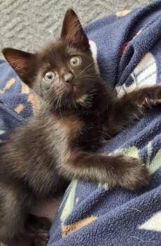 Rescue Domestic Short Hair Cats for Adoption in Sidney, British Columbia - Chewie | PetCurious