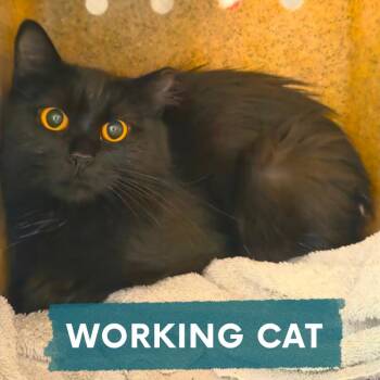 Nutcracker -  Domestic Short Hair Cat for Adoption in Asheville, North Carolina - Nutcracker | PetCurious