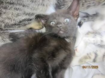 Domestic Short Hair Cats Available for Adoption in Ocala, Florida - QUINCEY | PetCurious