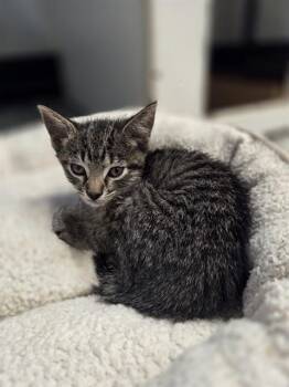 MADDIE -  Domestic Short Hair Cat for Adoption in Palmetto, Florida - MADDIE | PetCurious