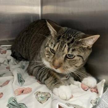 Ten -  Domestic Short Hair Cat for Adoption in Philadelphia, Pennsylvania - Ten | PetCurious
