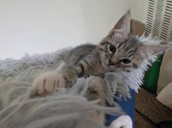 Domestic Short Hair Cats Available for Adoption in Oceanside, California - Cracker | PetCurious
