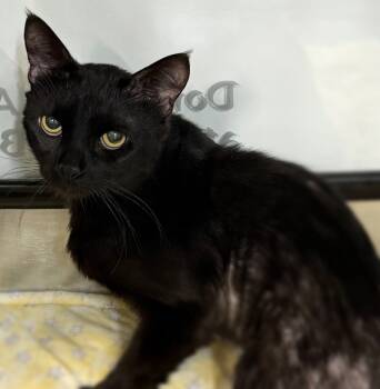 Rescue Domestic Short Hair Cats for Adoption in Sheboygan, Wisconsin - Mulberry | PetCurious