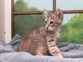 M&M -  Domestic Short Hair Cat for Adoption in Houston, Texas - M&M | PetCurious