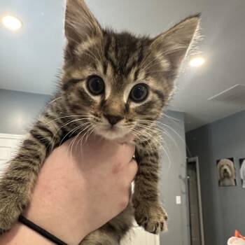 Domestic Short Hair Cats Available for Adoption - Fruit Loops | PetCurious