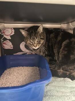 Lolo -  Domestic Short Hair Cat for Adoption in Montreal, Quebec - Lolo | PetCurious