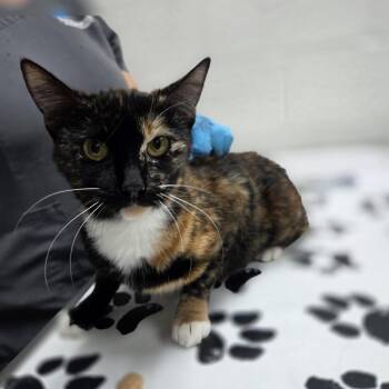 Domestic Short Hair Cats Available for Adoption in Incline Village, Nevada - Eris | PetCurious