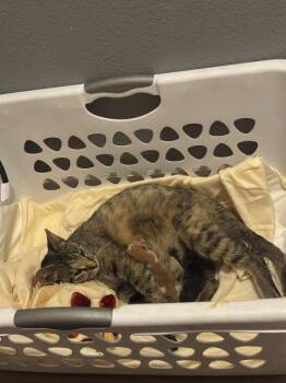 Eloise -  Maine Coon Cat for Adoption in Belton, Missouri - Eloise | PetCurious
