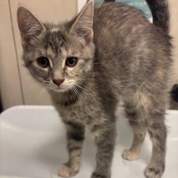 Nairobi -  Domestic Short Hair Cat for Adoption in Chicago, Illinois - Nairobi | PetCurious